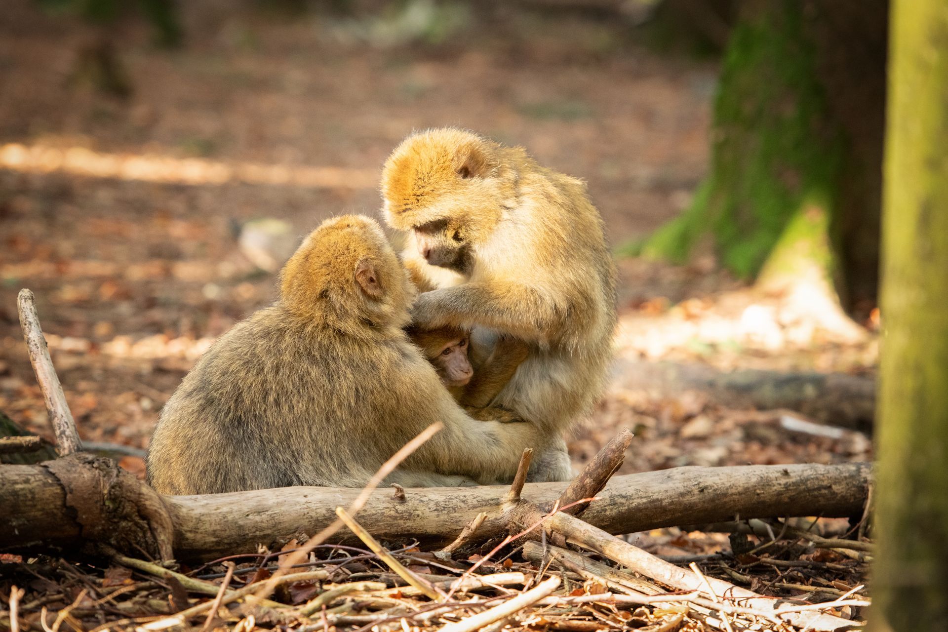 Affenberg: Berberaffen im Familienglück (20191027)