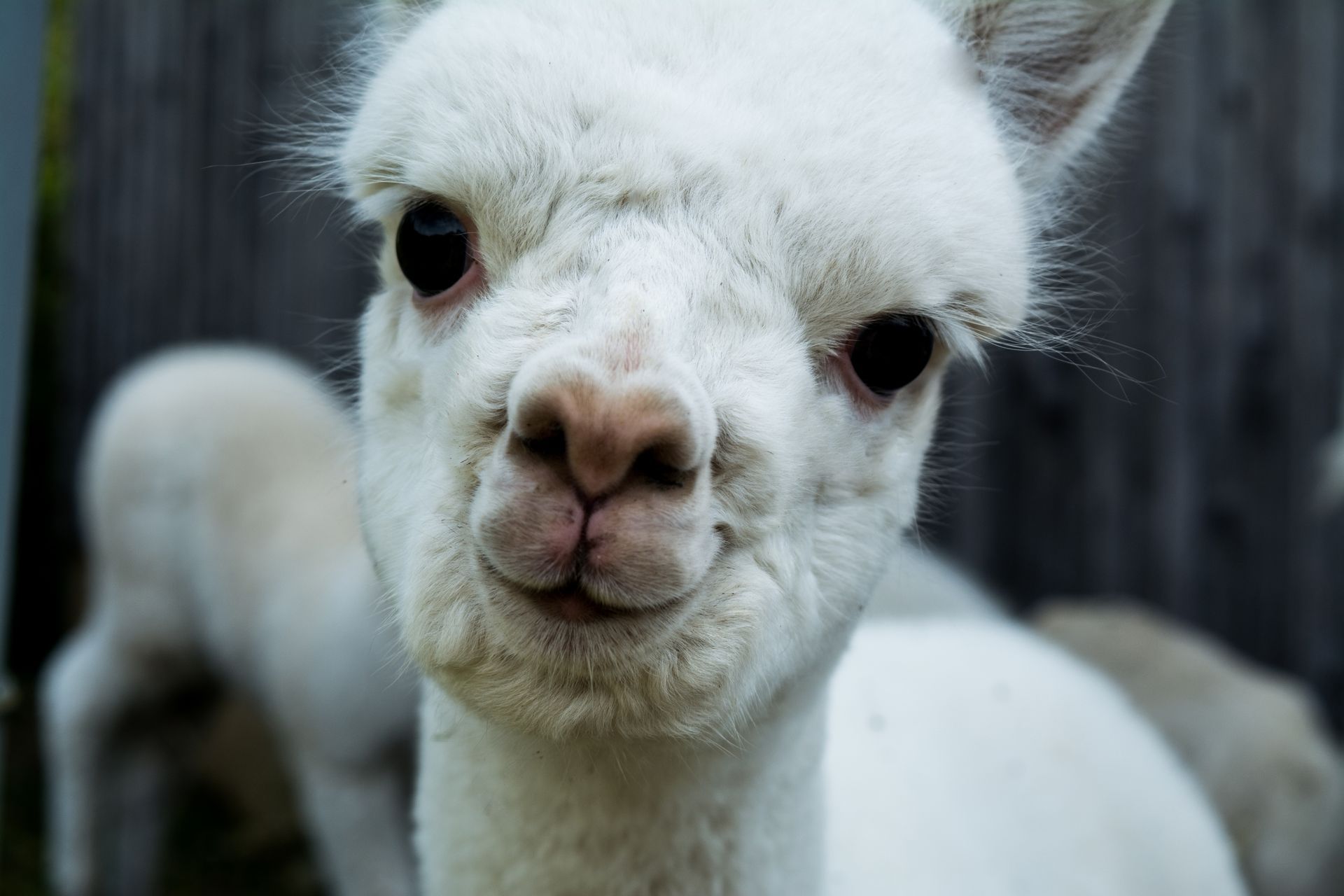 Alpakahof Mühlviertel, Alpaka Baby weiß
