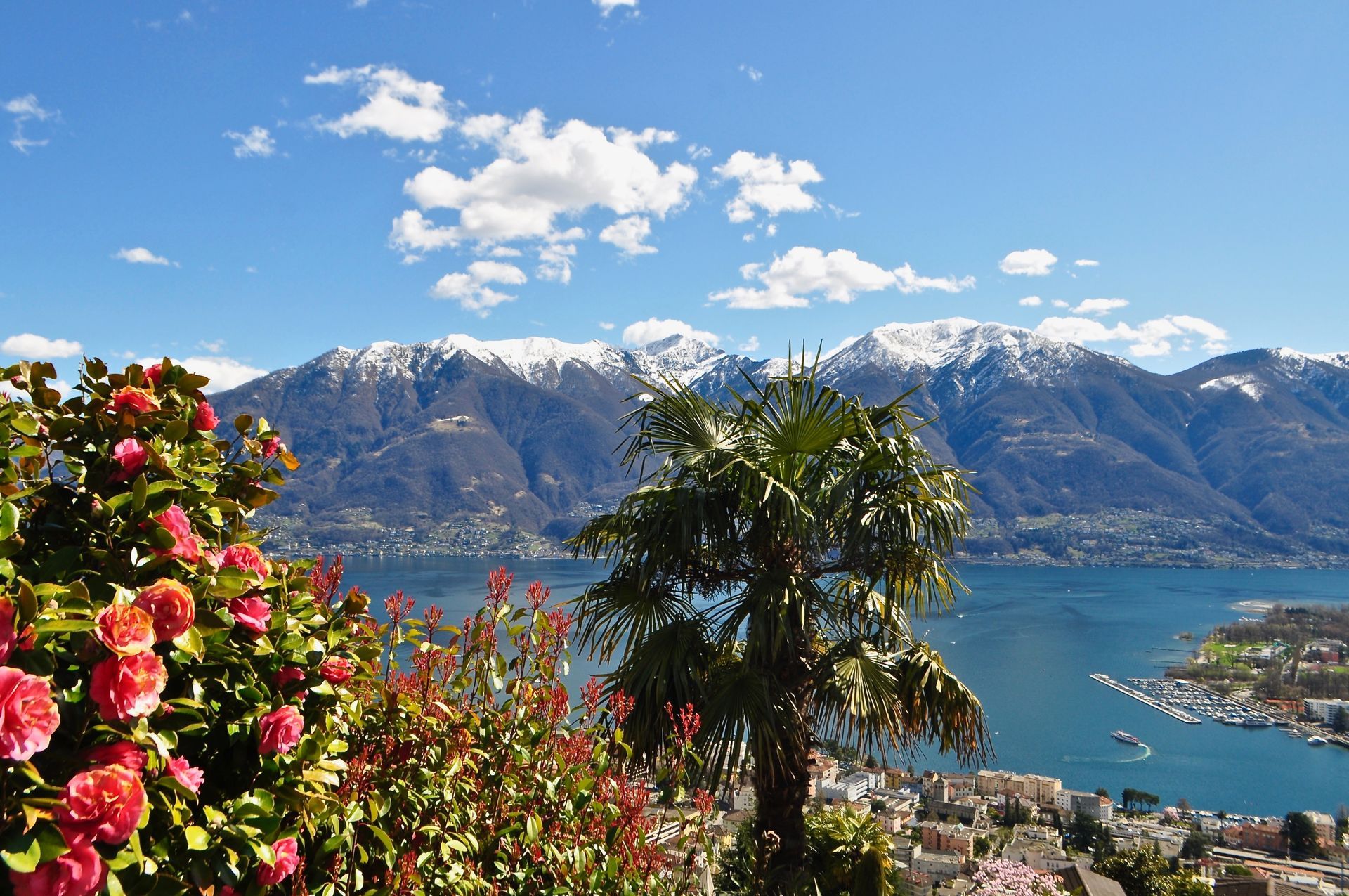 Aussicht von Orselina auf den Lago Maggiore - see von Locarno im Tessin - im Hintergrund die Schneeberge - im Vordergrund Palme und blühende Kamelien