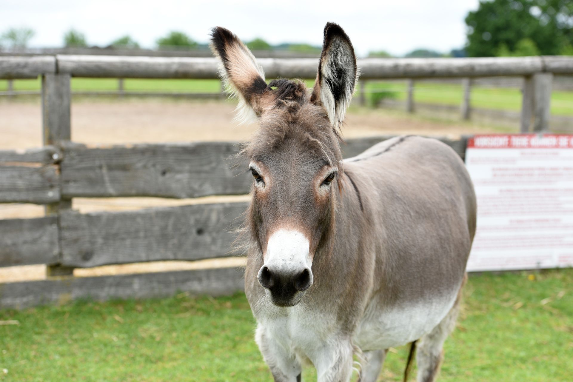Esel im Gut Aiderbichl in Deggendorf, Bayern, Deutschland